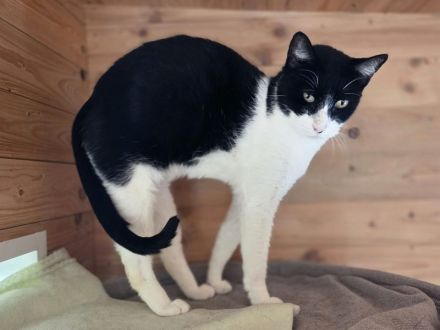 Mino, ruhiger, zurückhaltender Kater sucht ein ruhiges und liebevolles Zuhause