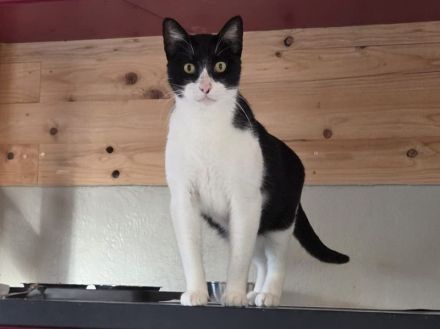 Mino, ruhiger, zurückhaltender Kater sucht ein ruhiges und liebevolles Zuhause