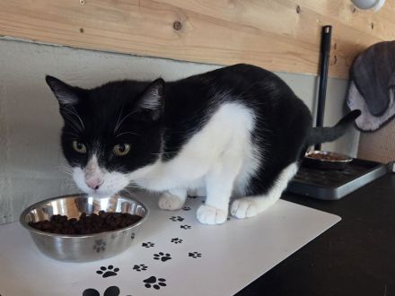 Mino, ruhiger, zurückhaltender Kater sucht ein ruhiges und liebevolles Zuhause