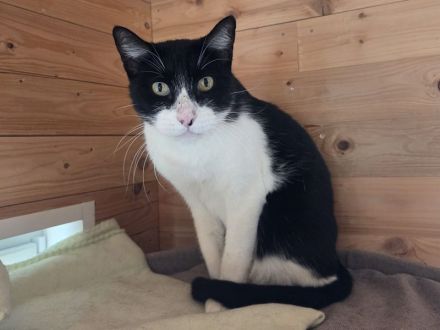 Mino, ruhiger, zurückhaltender Kater sucht ein ruhiges und liebevolles Zuhause