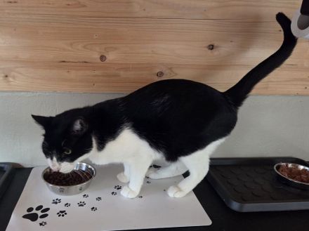 Mino, ruhiger, zurückhaltender Kater sucht ein ruhiges und liebevolles Zuhause