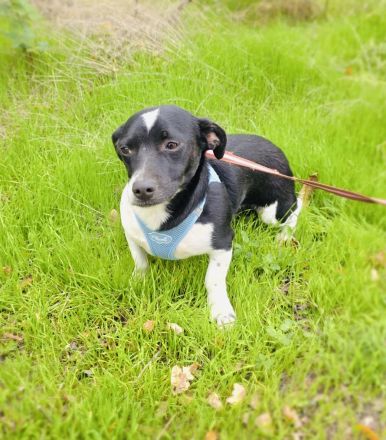 Jerry sucht ein Zuhause