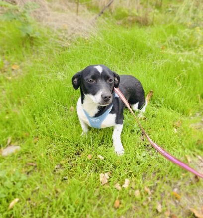 Jerry sucht ein Zuhause