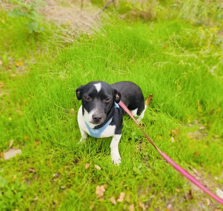 Jerry sucht ein Zuhause