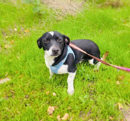 Jerry sucht ein Zuhause