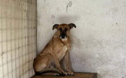 Nemo – ein stiller, verletzter Hundejunge