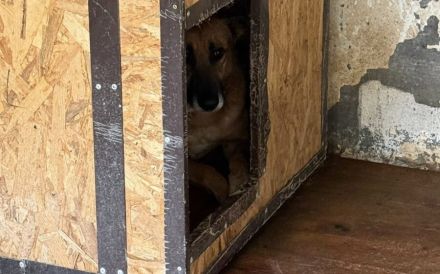 Nemo – ein stiller, verletzter Hundejunge