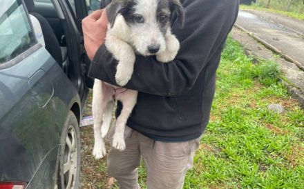 Hundekind POLINA sucht ihre Menschen