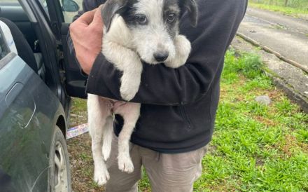 Hundekind POLINA sucht ihre Menschen