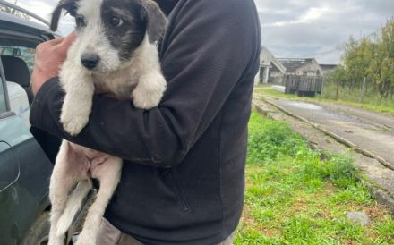 Hundekind POLINA sucht ihre Menschen