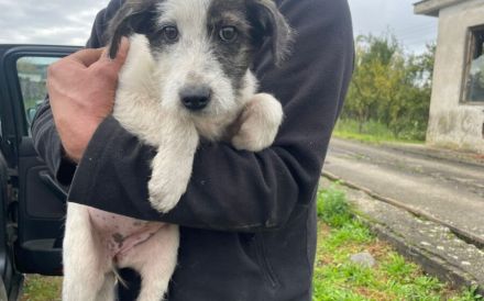 Hundekind POLINA sucht ihre Menschen