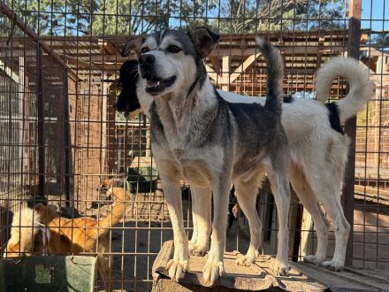 Bobo, in wahrer Schatz auf vier Pfoten möchte sein Herz verschenken, 2 Jahre, 47 cm