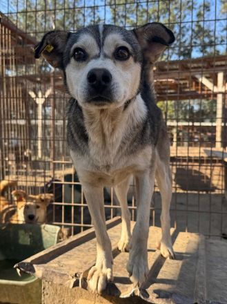Bobo, in wahrer Schatz auf vier Pfoten möchte sein Herz verschenken, 2 Jahre, 47 cm