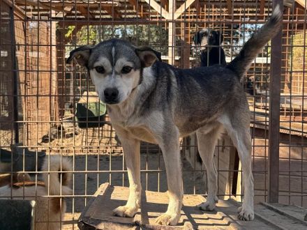 Bobo, in wahrer Schatz auf vier Pfoten möchte sein Herz verschenken, 2 Jahre, 47 cm