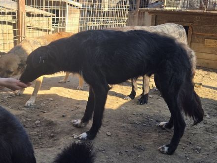 Maurillio, zurückhaltender Rüde, der ein ruhiges, liebevolles Zuhause verdient hat, 6 Jahre, 55 cm