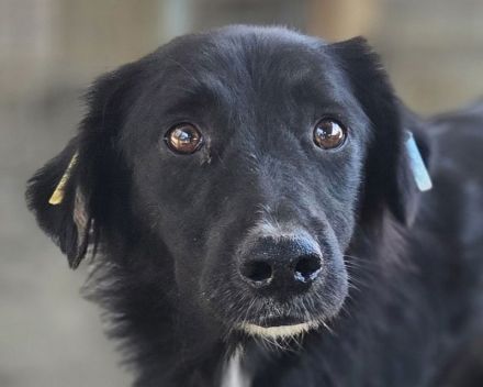 Maurillio, zurückhaltender Rüde, der ein ruhiges, liebevolles Zuhause verdient hat, 6 Jahre, 55 cm