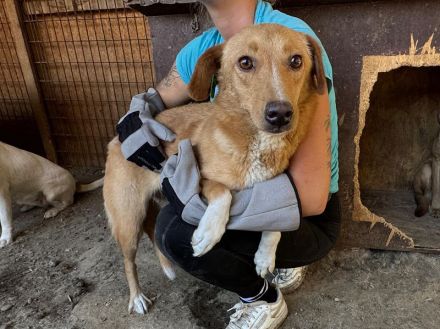 Ronja, zarte Seele auf der Suche nach erfahrenen, einfühlsamen Menschen, 4 Jahre, 53 cm