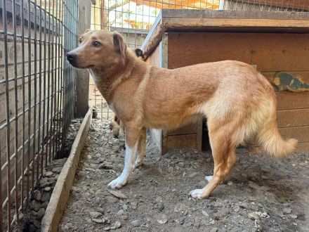 Ronja, zarte Seele auf der Suche nach erfahrenen, einfühlsamen Menschen, 4 Jahre, 53 cm