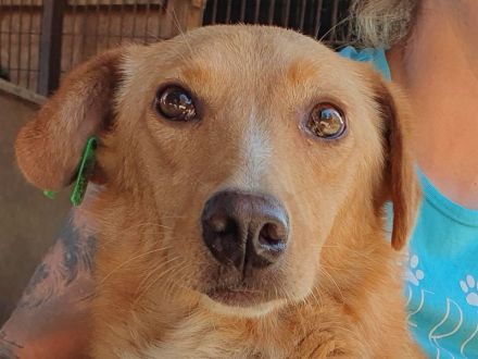 Ronja, zarte Seele auf der Suche nach erfahrenen, einfühlsamen Menschen, 4 Jahre, 53 cm