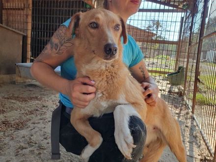 Ronja, zarte Seele auf der Suche nach erfahrenen, einfühlsamen Menschen, 4 Jahre, 53 cm