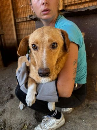 Ronja, zarte Seele auf der Suche nach erfahrenen, einfühlsamen Menschen, 4 Jahre, 53 cm