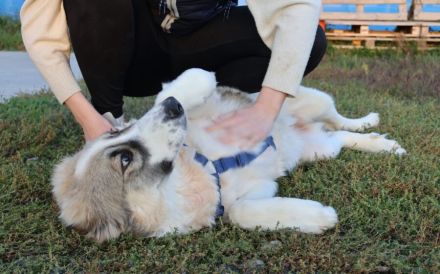 Wunderschöne, liebe Junghündin YUNA möchte ankommen