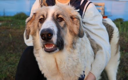 Wunderschöne, liebe Junghündin YUNA möchte ankommen