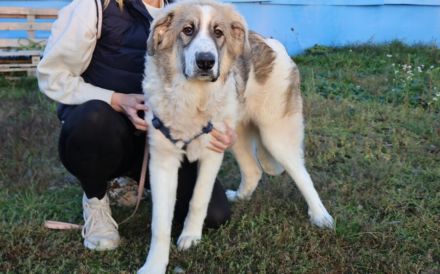 Wunderschöne, liebe Junghündin YUNA möchte ankommen