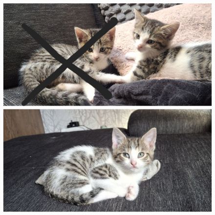 Kitten suchen gemeinsam ein neues Zuhause