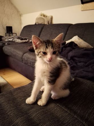 Kitten suchen gemeinsam ein neues Zuhause