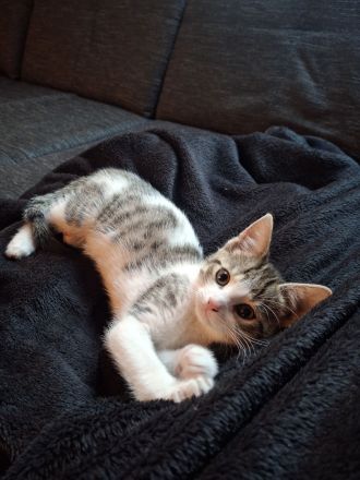 Kitten suchen gemeinsam ein neues Zuhause