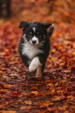 Miniature Australian Shepherd  Mini Aussie Welpen