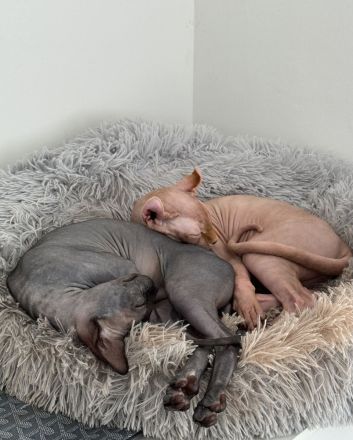 Zwei Sphynx Kätzchen suchen gemeinsam und mit kompletter Ausstattung ein liebevolles Zuhause