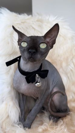 Zwei Sphynx Kätzchen suchen gemeinsam und mit kompletter Ausstattung ein liebevolles Zuhause