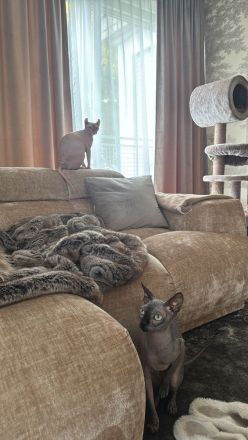 Zwei Sphynx Kätzchen suchen gemeinsam und mit kompletter Ausstattung ein liebevolles Zuhause