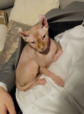 Zwei Sphynx Kätzchen suchen gemeinsam und mit kompletter Ausstattung ein liebevolles Zuhause