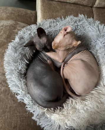 Zwei Sphynx Kätzchen suchen gemeinsam und mit kompletter Ausstattung ein liebevolles Zuhause