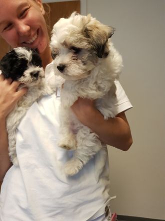 HAVAMALT * ALWIN und ALINA suchen ihr Für-Immer-Zuhause