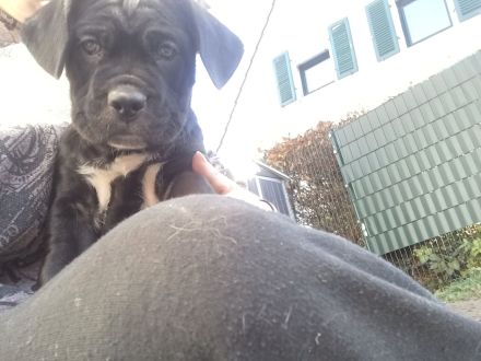 Carne corso Presa Canario