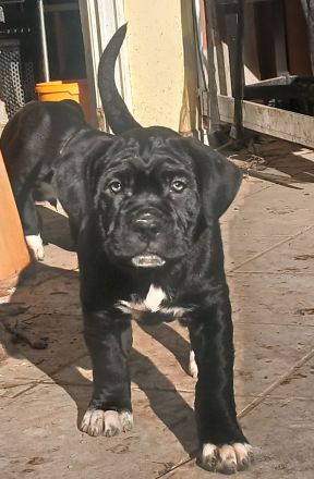 Carne corso Presa Canario