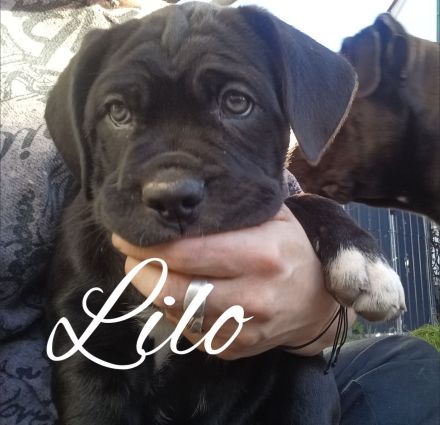 Carne corso Presa Canario