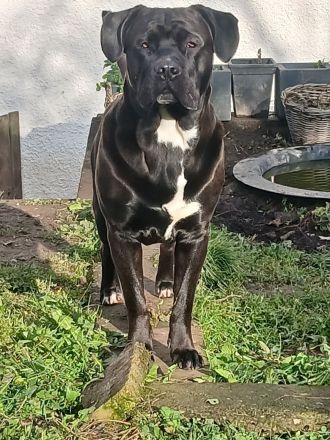 Carne corso Presa Canario