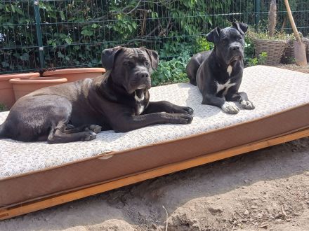 Carne corso Presa Canario