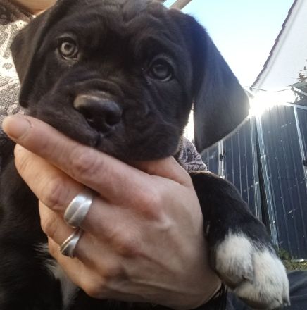 Carne corso Presa Canario