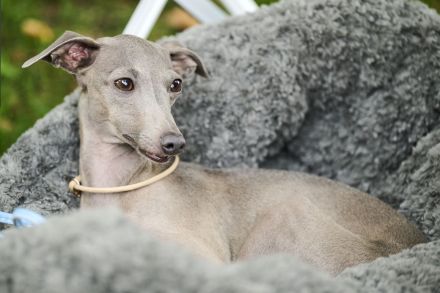 Italienische Windspiele aus liebevoller und fachkundiger Hausaufzucht
