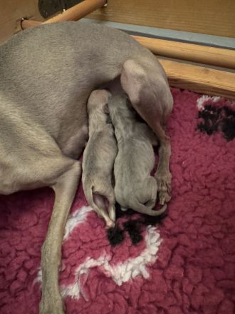 Italienische Windspiele aus liebevoller und fachkundiger Hausaufzucht