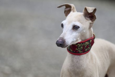 Italienische Windspiele aus liebevoller und fachkundiger Hausaufzucht