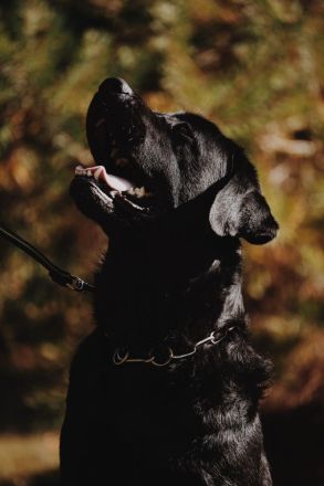 Labradorwelpen "von der Mühle"