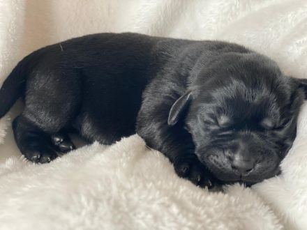 Labradorwelpen "von der Mühle"