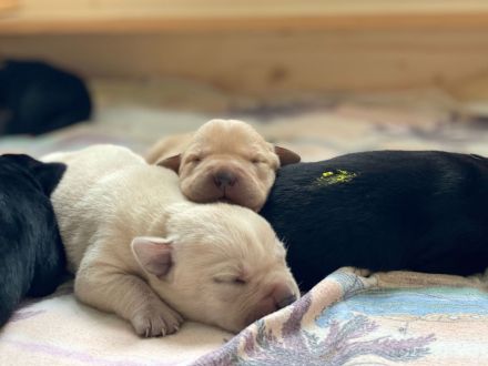 Labradorwelpen "von der Mühle"